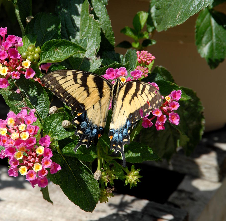 Butterfly Photograph - Eastern Tiger Swallowtail Butterfly by Joyce StJames