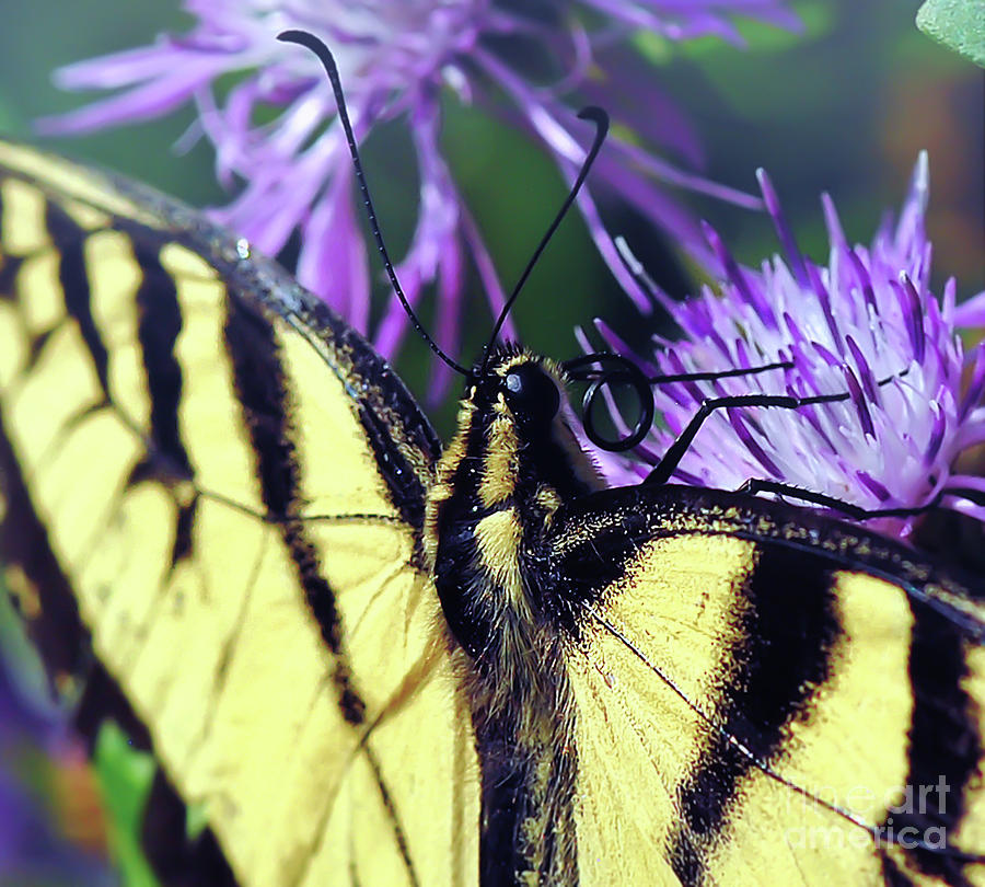 Eastern Tiger Swallowtail Butterfly Macro Photograph by Kerri Farley