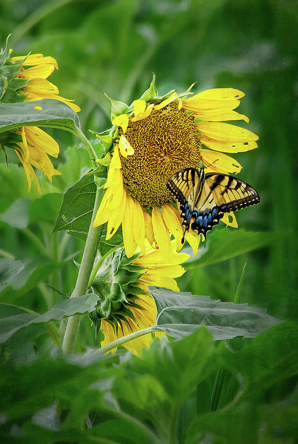 Eastern Tiger Swallowtail Butterfly on a Sunflower