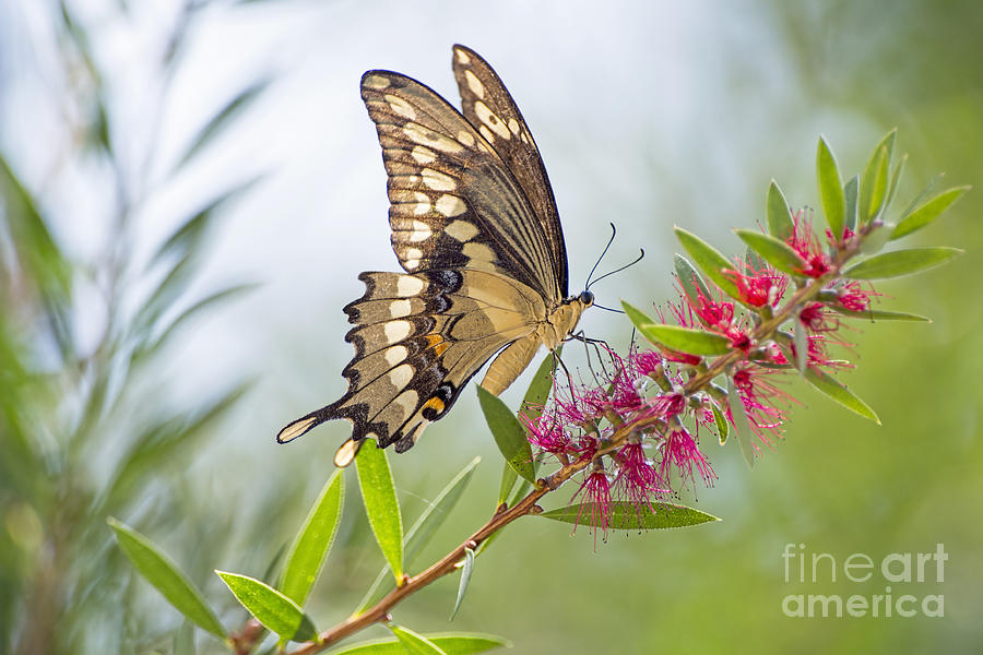 Eastern Tiger Swallowtail Butterfly on Bottlebrush Photograph by Bonnie Barry