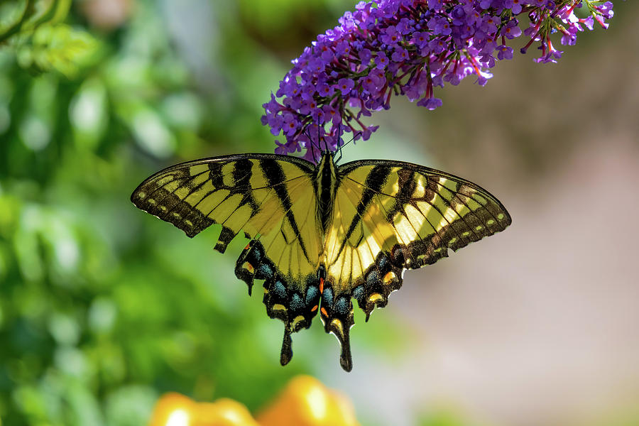 Eastern Tiger Swallowtail Butterfly Photograph by Sam Rino
