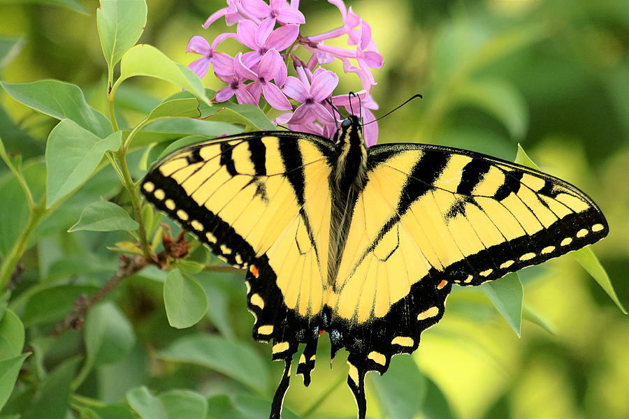 Eastern Tiger Swallowtail Butterfly Photograph by Sheila Brown