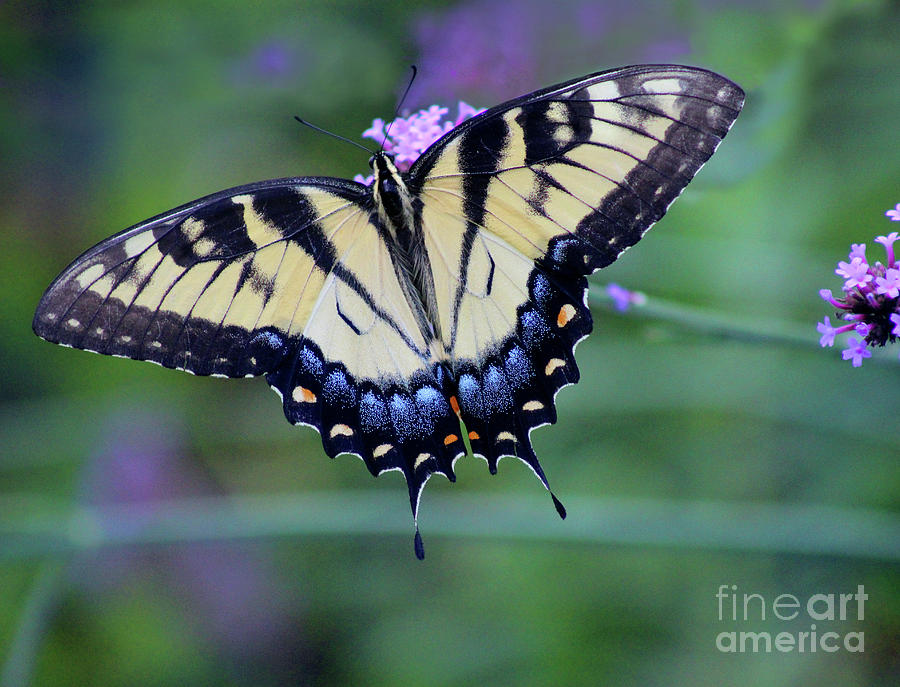 Eastern Tiger Swallowtail Butterfly Tilt Photograph by Karen Adams