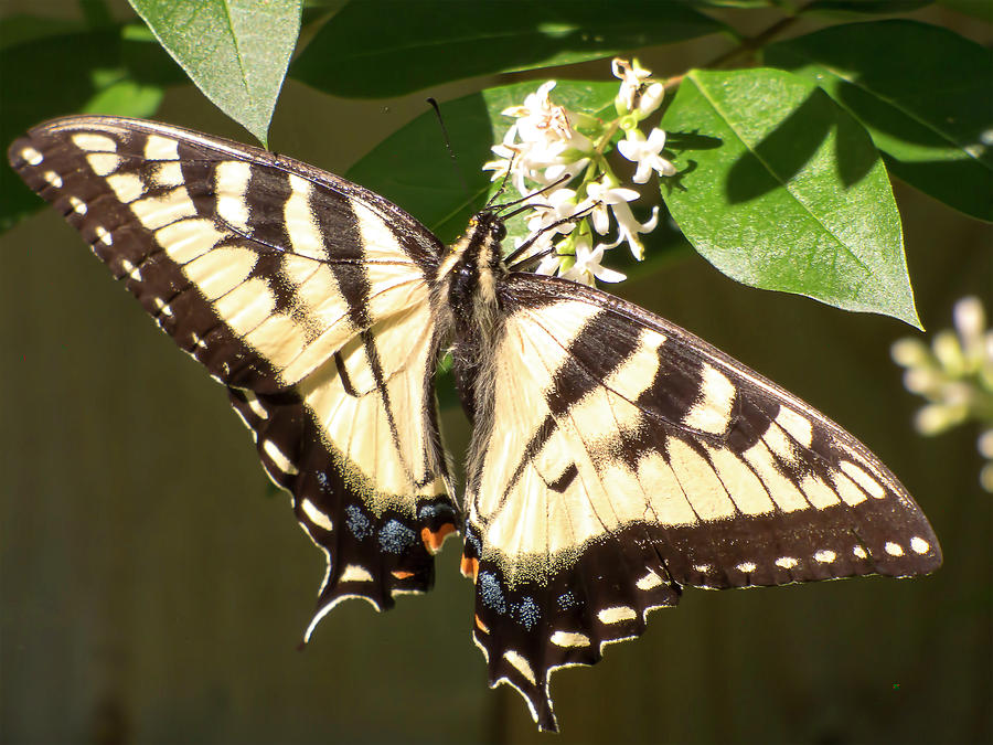 Eastern Tiger Swallowtail  Butterfly Wingspan Photograph by Leslie Montgomery