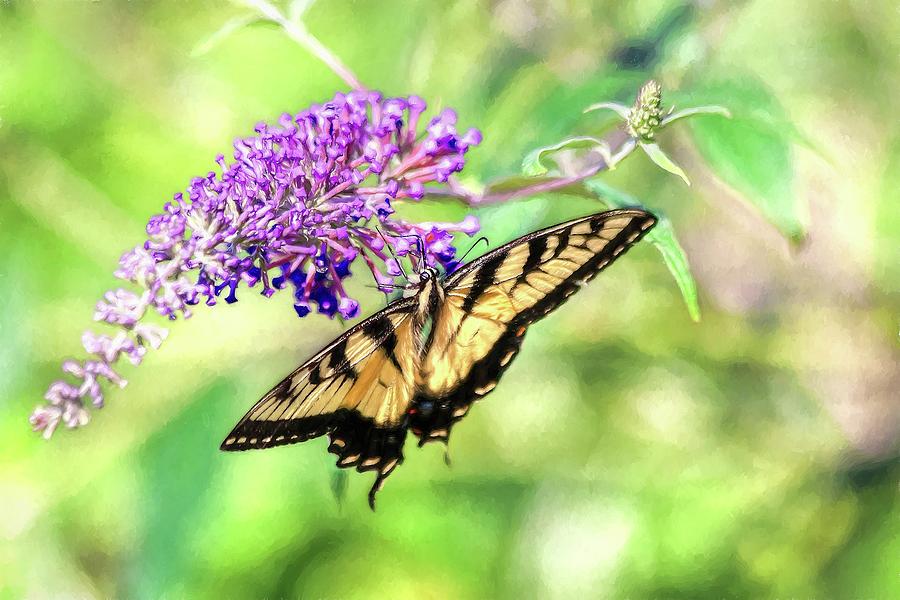 Eastern Tiger Swallowtail Painting Photograph by Carol Montoya