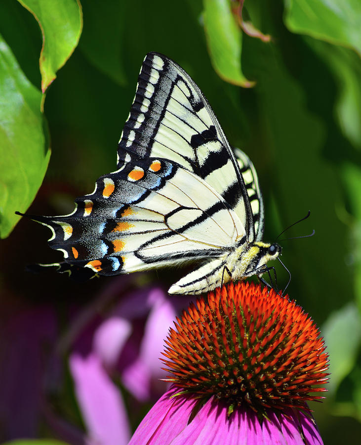 Eastern Tiger Swallowtail by Chris Busch Eastern Tiger Swallowtail by Chris Busch