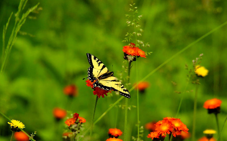 Eastern Tiger Swallowtail  Photograph by Debbie Oppermann