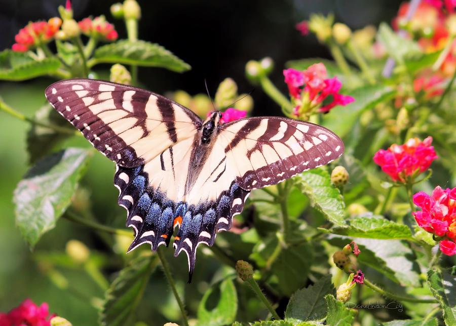 Eastern Tiger Swallowtail Photograph by Diane Lindon Coy