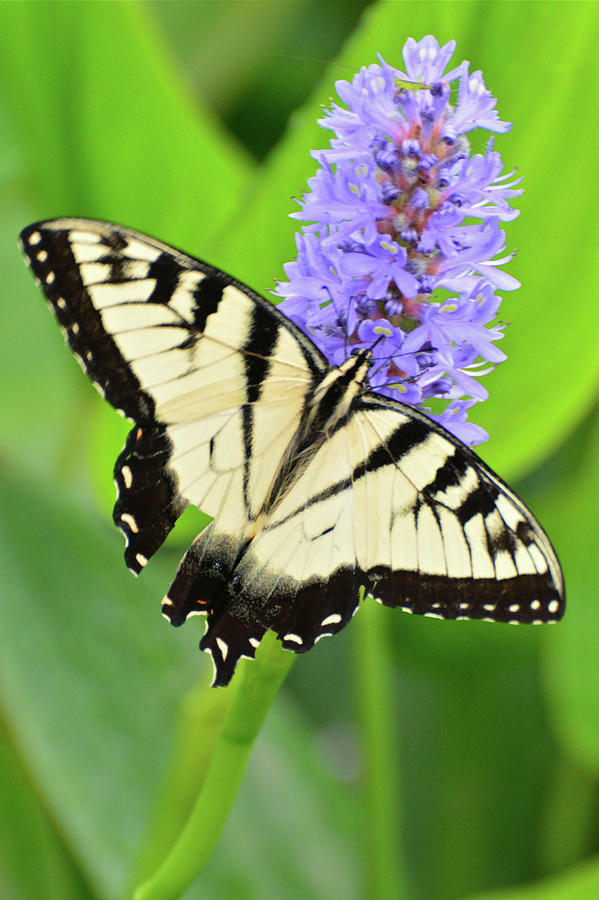 Eastern Tiger Swallowtail Photograph by Don Mercer