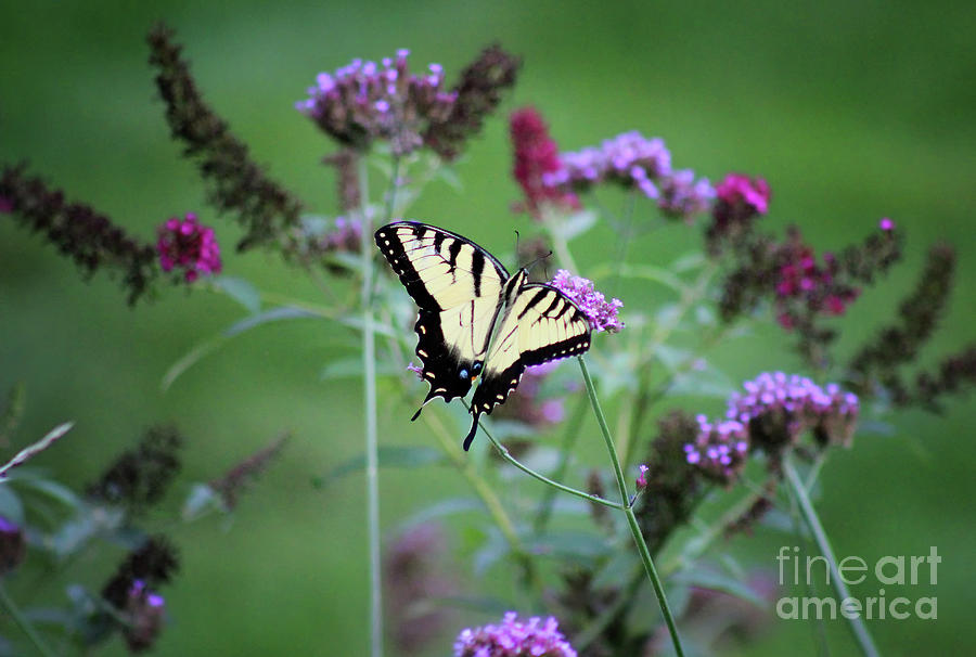 Eastern Tiger Swallowtail in Meadow Photograph by Karen Adams