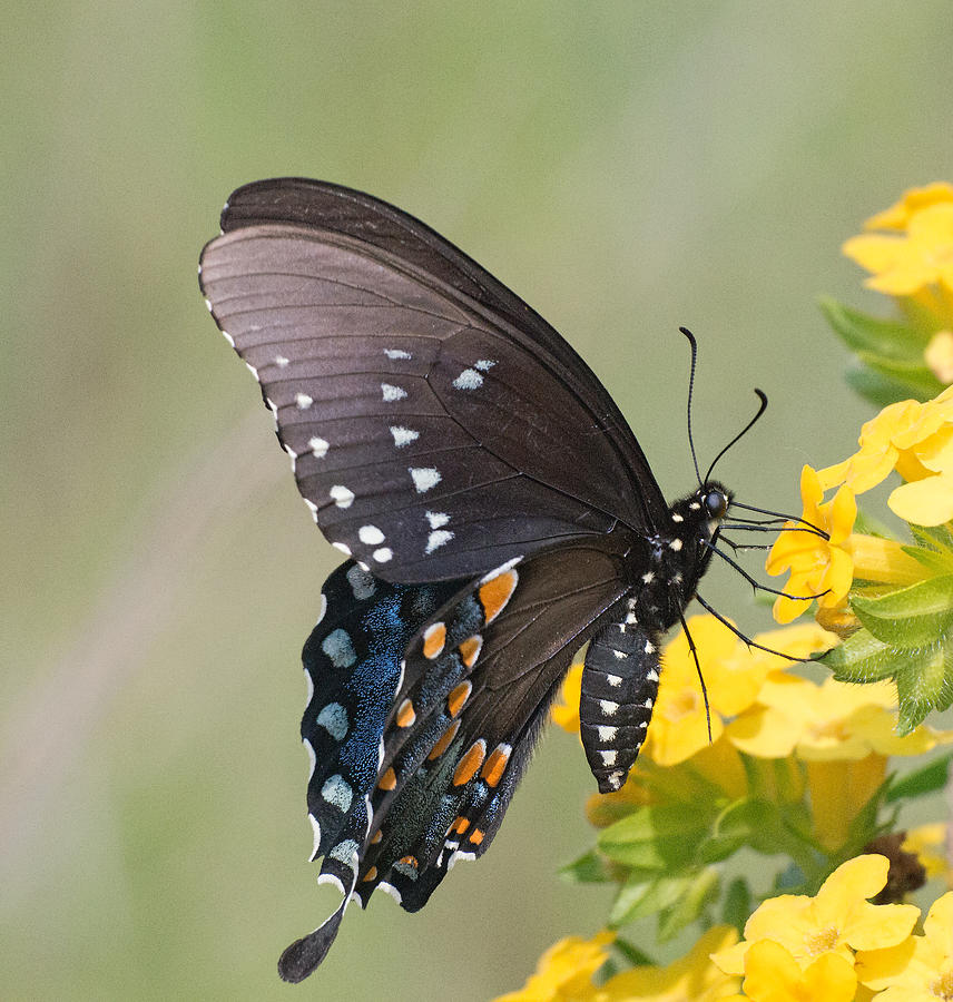 Eastern Tiger Swallowtail Photograph by Jim Zablotny
