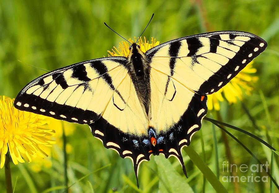 Eastern Tiger Swallowtail Photograph by Jimmy Ostgard