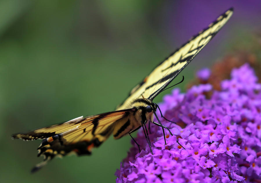 Eastern Tiger Swallowtail Photograph by Juergen Roth
