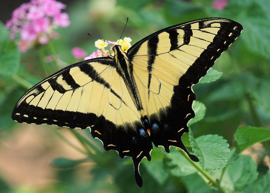 Eastern Tiger Swallowtail Photograph by Karen Beasley | Fine Art America