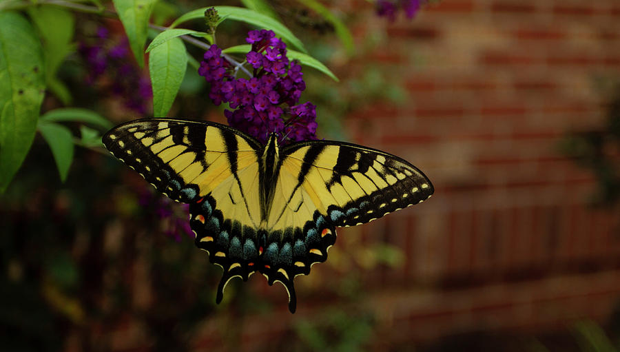 Eastern Tiger Swallowtail Photograph by Karen Ruhl