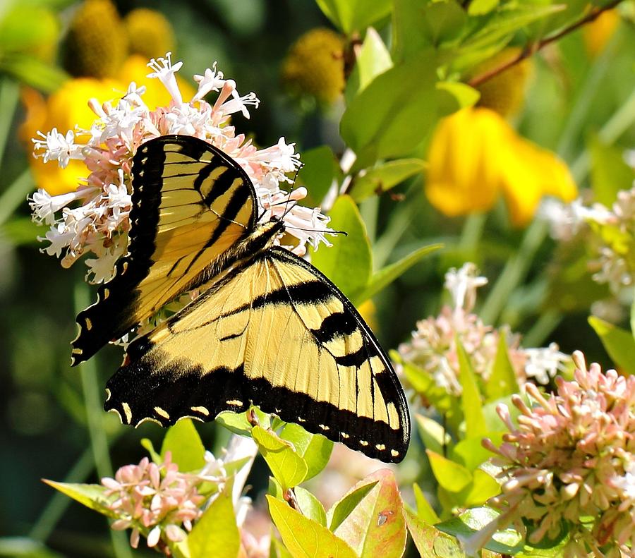 Eastern Tiger Swallowtail Photograph by Katherine White