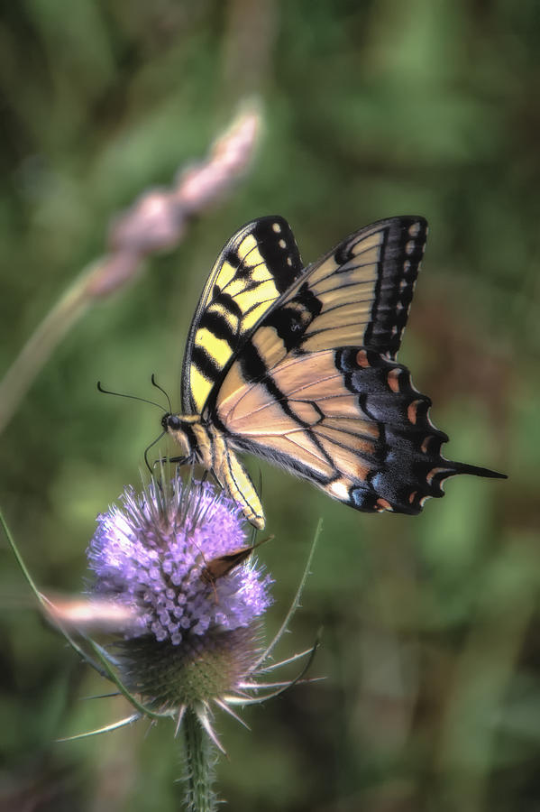 Eastern Tiger Swallowtail Photograph by Michael Demagall