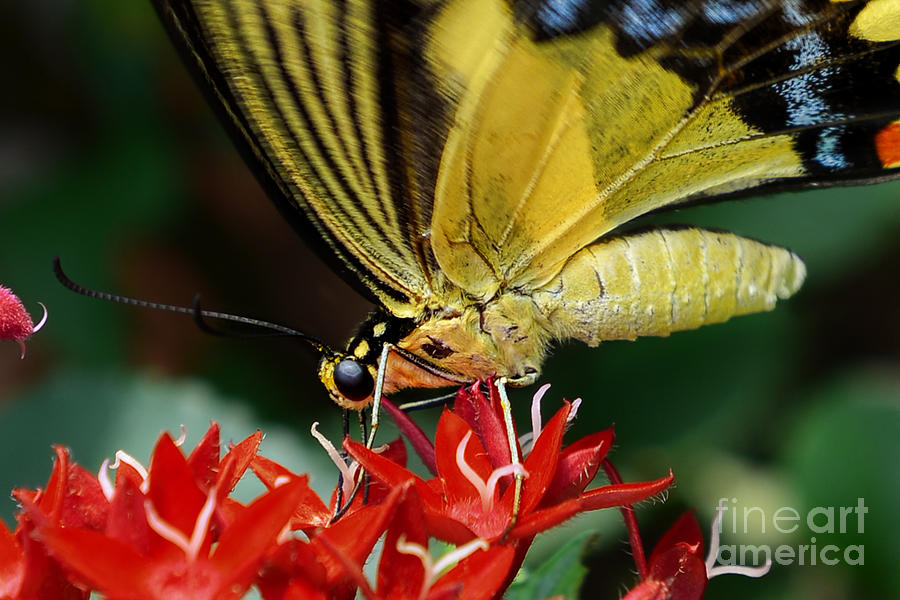 Eastern Tiger Swallowtail Photograph by Olga Hamilton