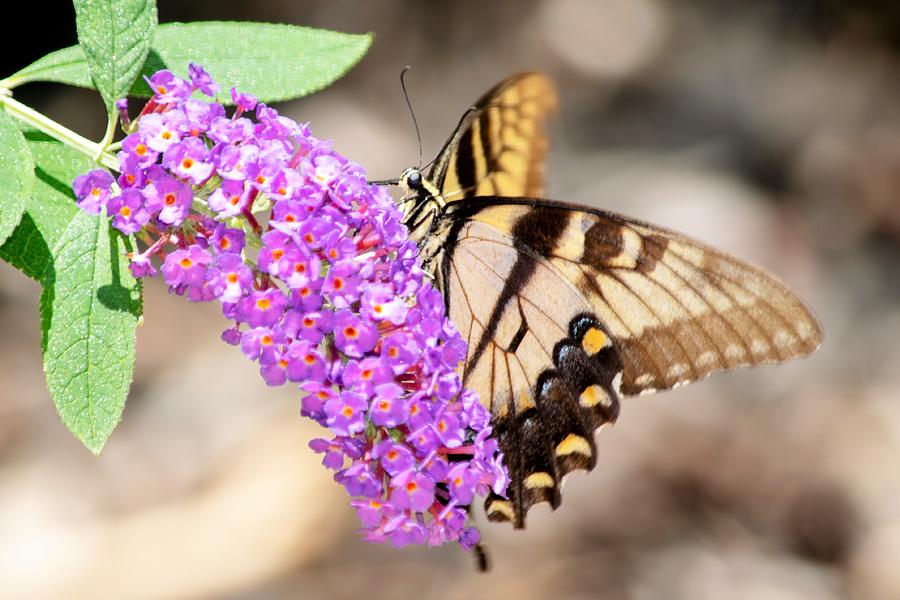 Butterfly Photograph - Eastern Tiger Swallowtail on Butterfly Bush by Mary Ann Artz