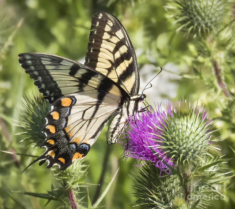 Canon Photograph - Eastern Tiger Swallowtail by Ricky L Jones Canon Photograph - Eastern Tiger Swallowtail by Ricky L Jones