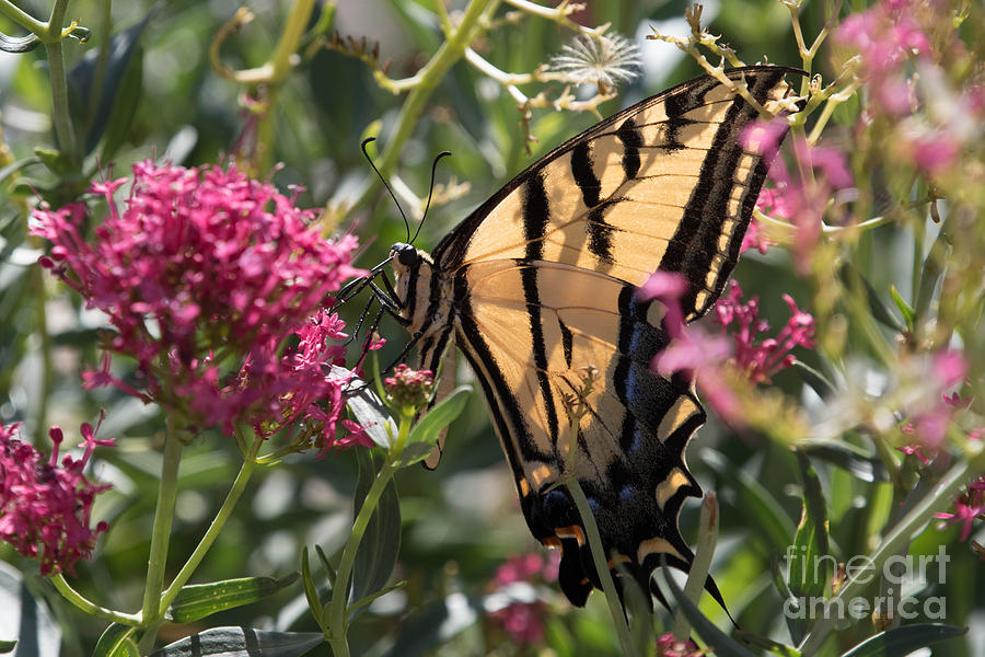 Eastern Tiger Swallowtail Photograph by Ronald Grogan
