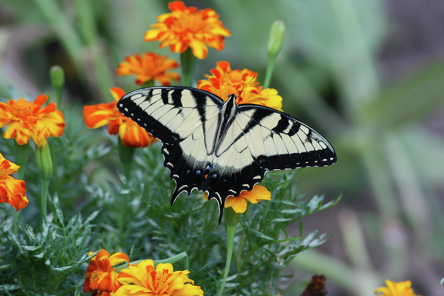 Eastern Tiger Swallowtail Photograph by Ronnie Maum