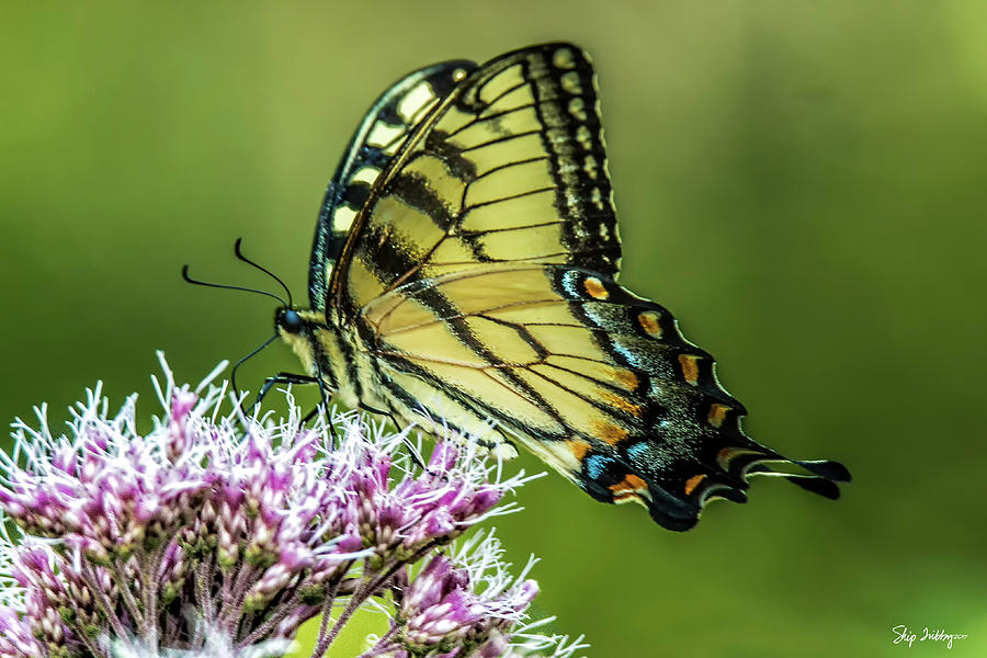 Eastern Tiger Swallowtail Photograph by Skip Tribby