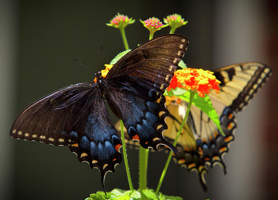Eastern Tiger Swallowtails Photograph By Mark Chandler