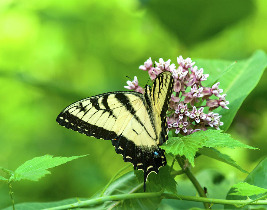 Eastern Tigerswallowtail on Milkweed Photograph by Lara Ellis