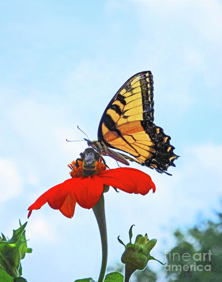 Eastern Tigert Swallowtail 29 Photograph by Lizi Beard-Ward
