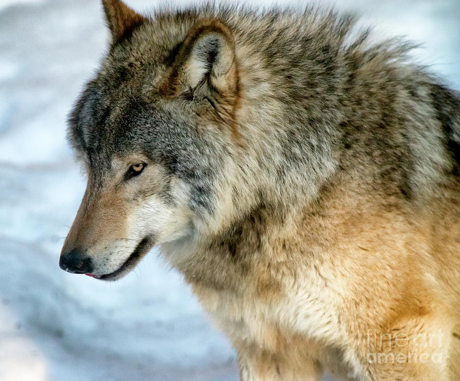 Eastern Timber Wolf Portrait Photograph