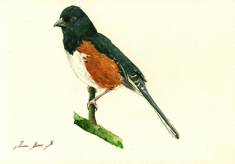 Songbird Painting - Eastern Towhee bird by Juan  Bosco
