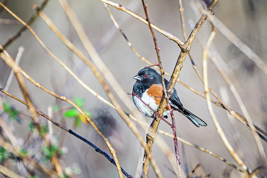 Eastern Towhee Bird Perched On A Branch Photograph by Alex Grichenko