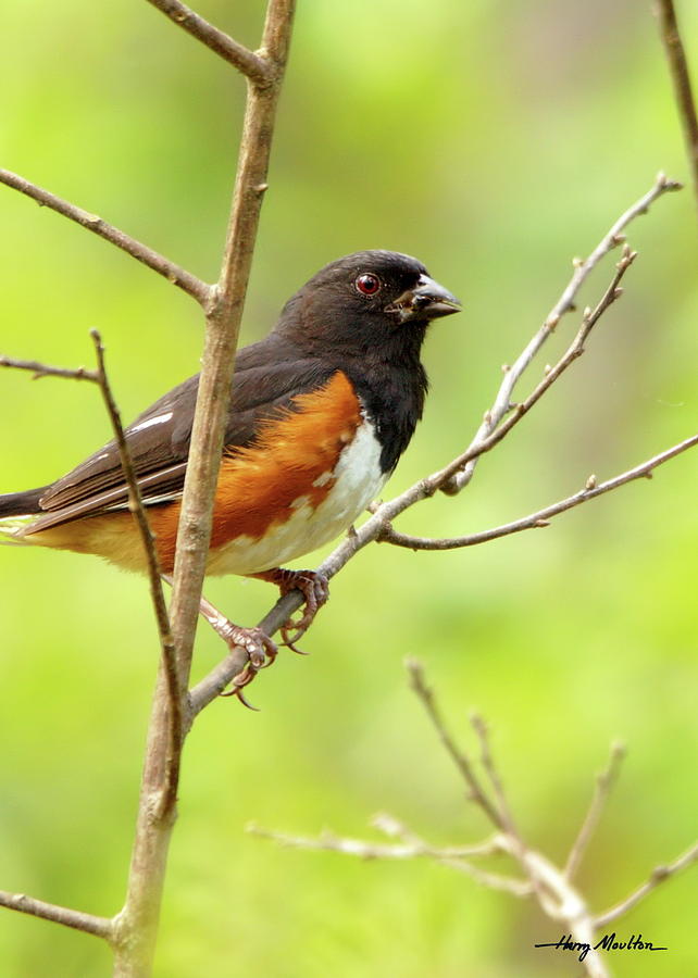 Eastern Towhee Photograph by Harry Moulton