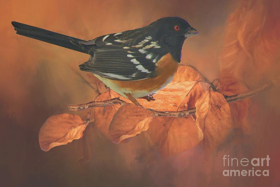 Spotted Towhee in Autumn Photograph by Janette Boyd