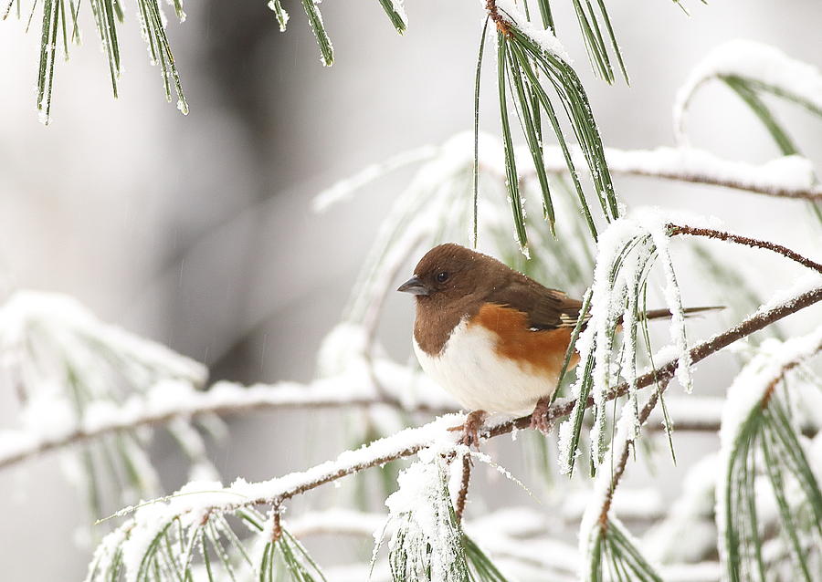 Eastern Towhee In Snowy Pine Photograph by Daniel Reed