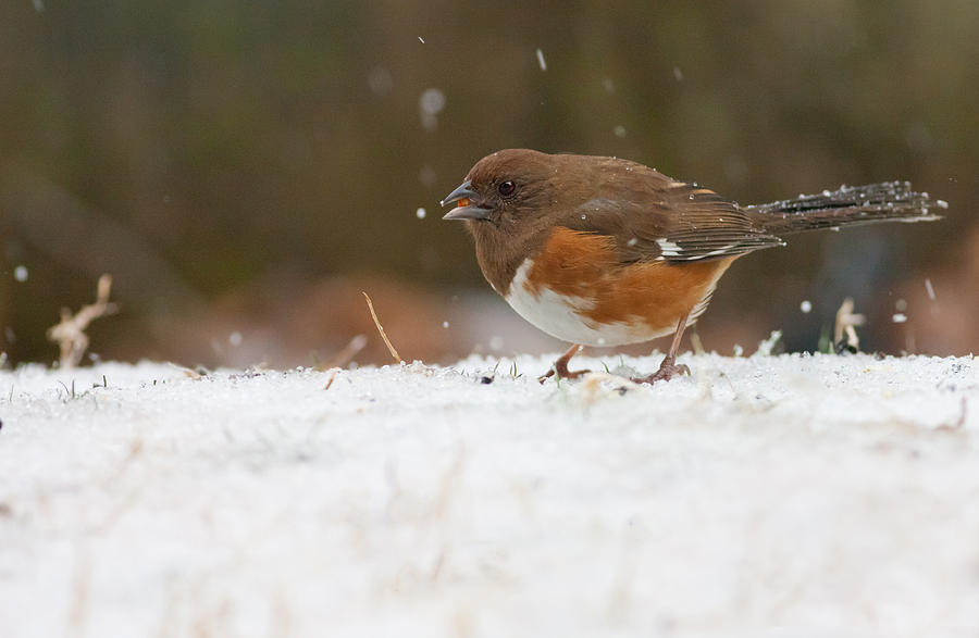 Winter Photograph - Eastern Towhee by Melinda Fawver