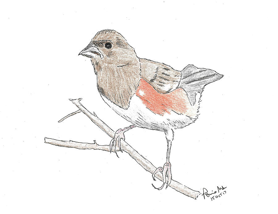 Eastern Towhee Mixed Media by Ronnie Maum