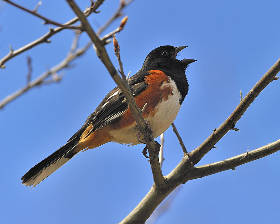 Nature Photograph - Eastern Towhee by Tony Beck