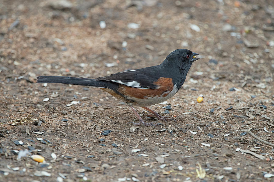Eastern Towhees are birds of the undergrowth Photograph by Dan Friend