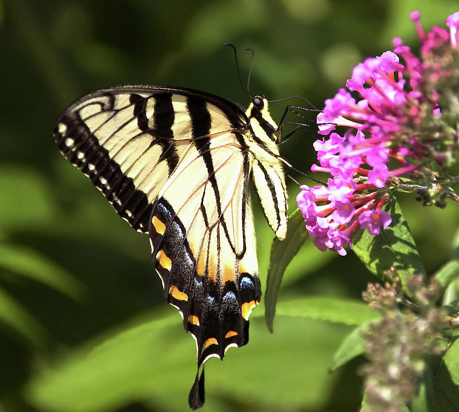 Eastern Triger Swallowtail Photograph by Eric Noa - Fine Art America