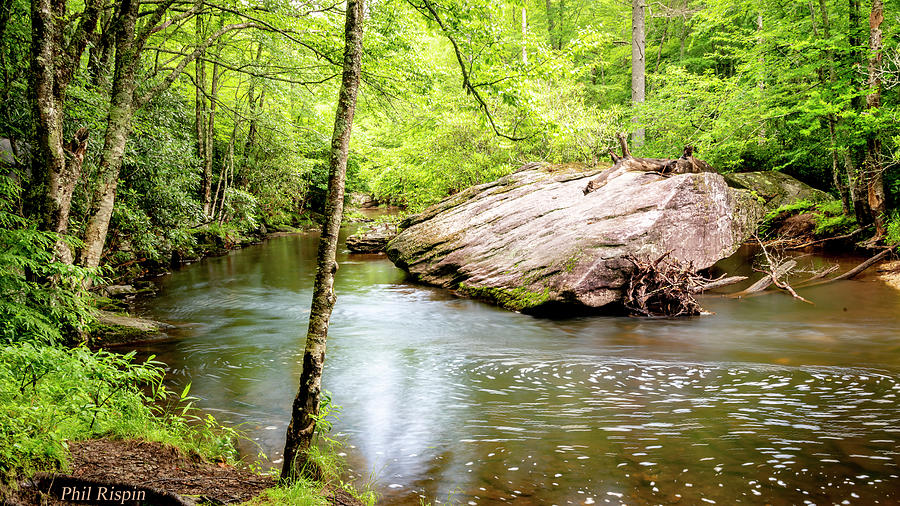 Tree Photograph - Eastern Trout Stream by Phil And Karen Rispin