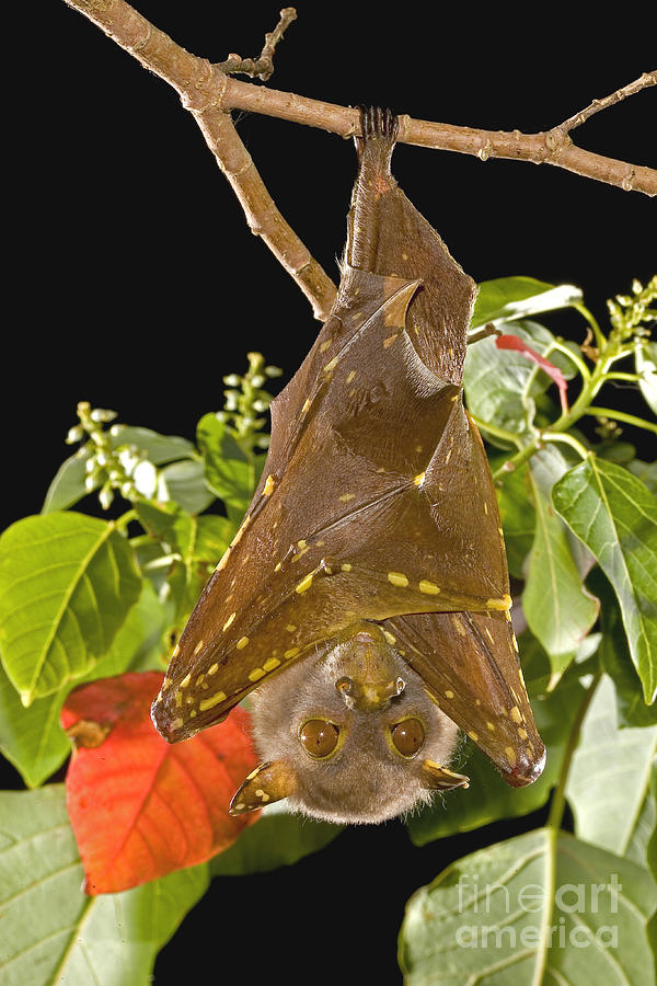 Eastern Tubenosed Bat Photograph by B.G. Thomson