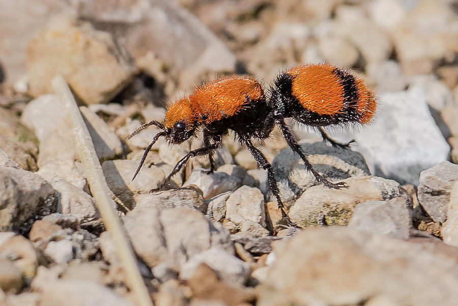 Eastern Velvet Ant Photograph by Morris Finkelstein - Pixels