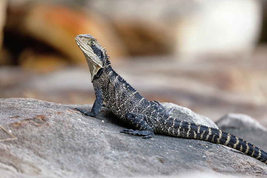 Eastern Water Dragon Photograph by Nicholas Blackwell