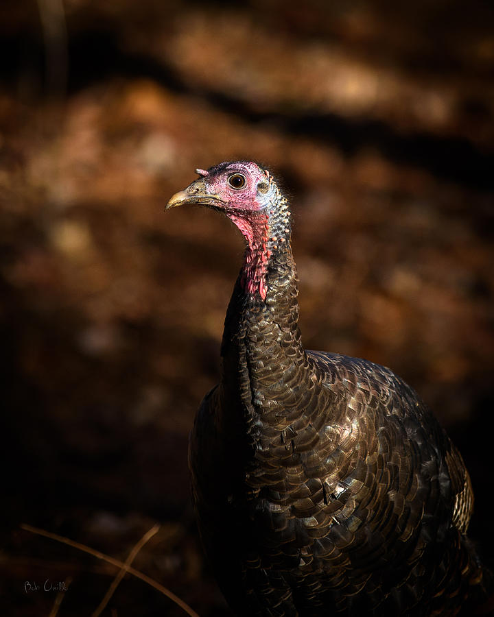 Eastern Wild Turkey 2 Photograph by Bob Orsillo
