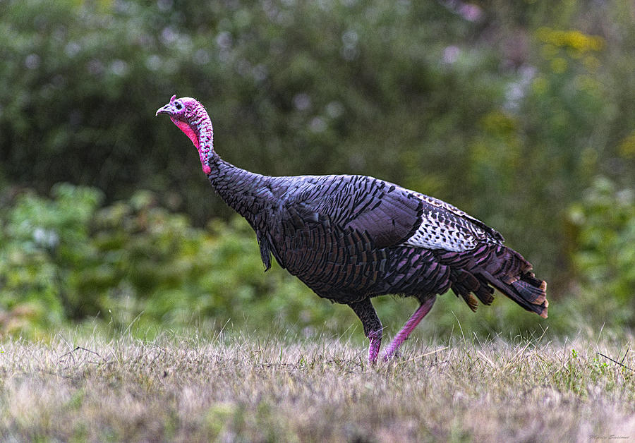 Eastern Wild Turkey No 2 Photograph by Marty Saccone