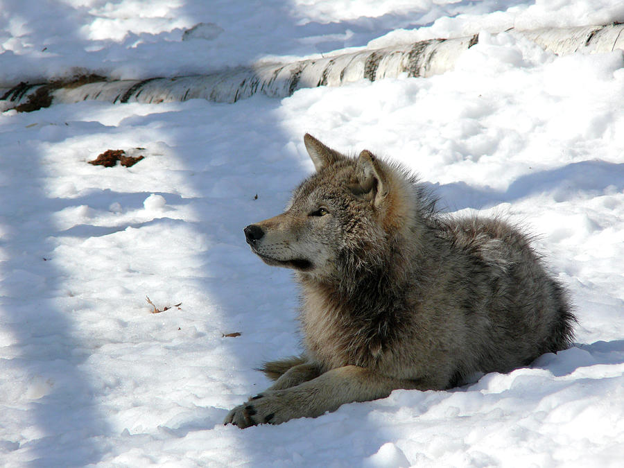 Eastern Wolf 2 Photograph