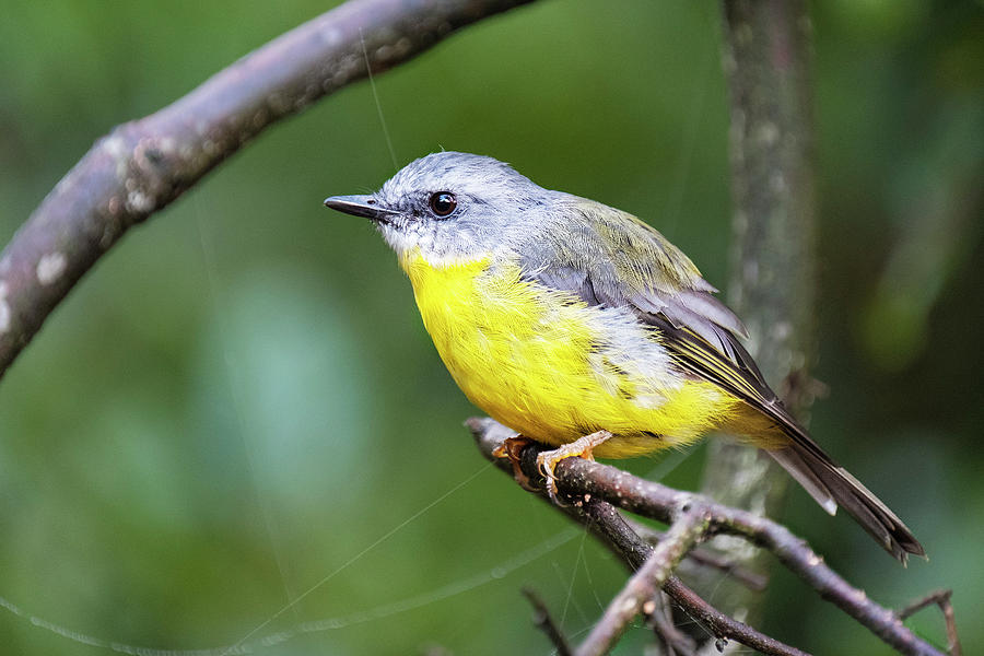 Eastern Yellow Robin on a branch Photograph by Catherine Reading