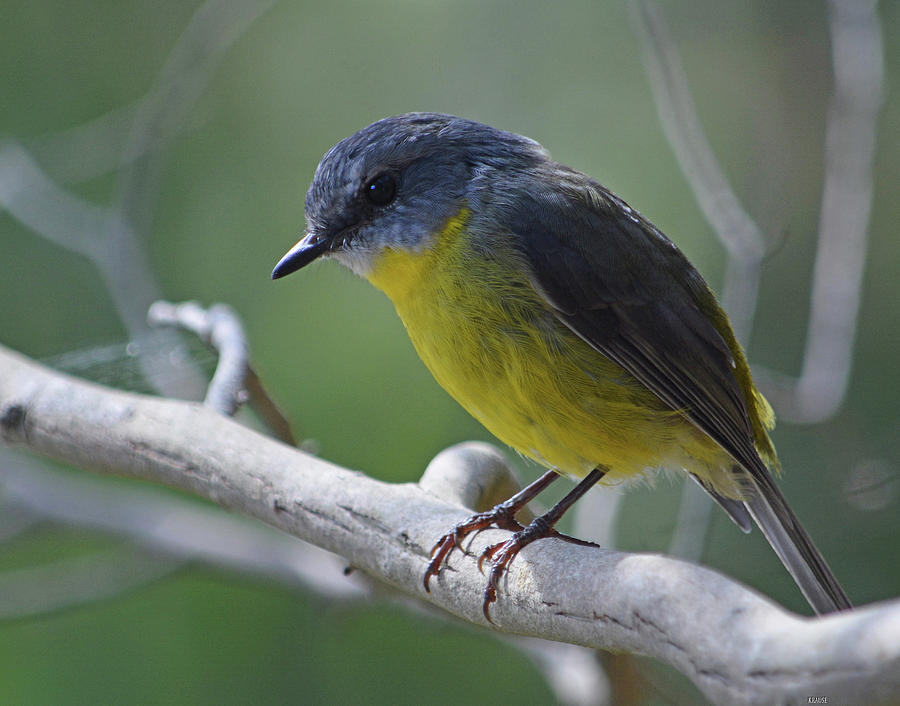 Eastern Yellow Robin Photograph by Peter Krause - Fine Art America